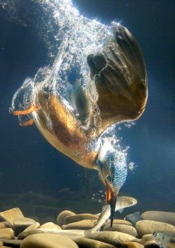 Underwater shot of a Kingisher catching a fish