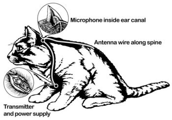 acoustic-kitty-diagram