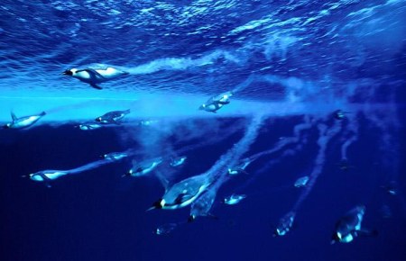 antarctic-diving-penguins