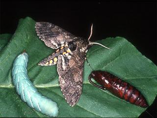 Moths can remember lessons learned as caterpillars