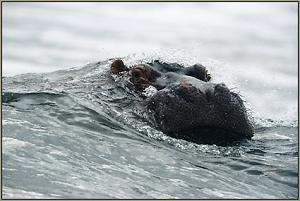 Sea Hippo!