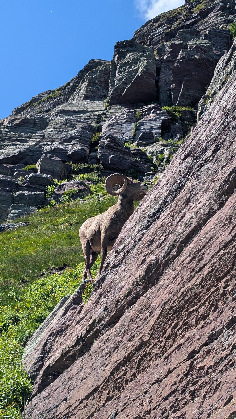 Bighorn Sheep