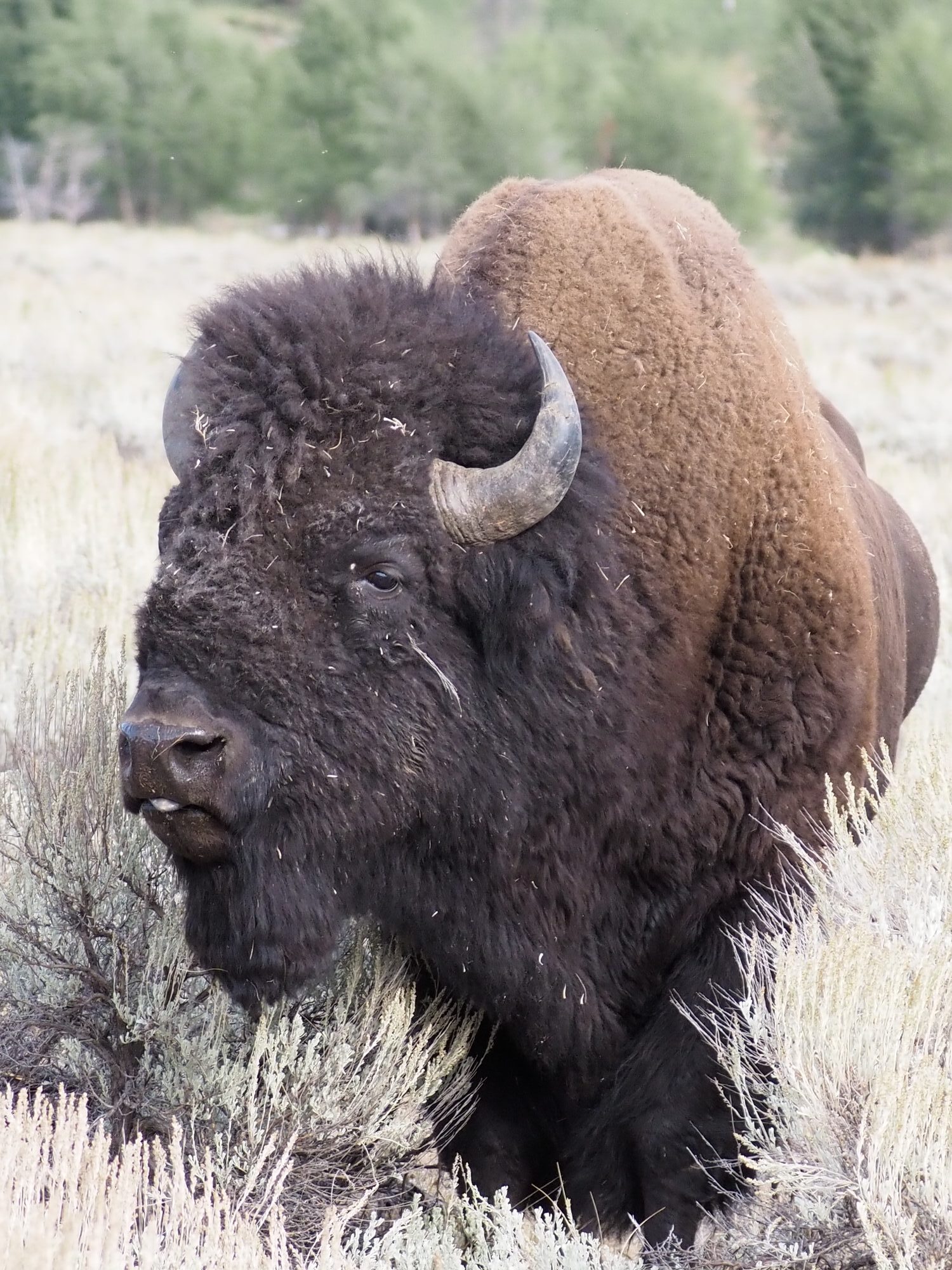 Bison