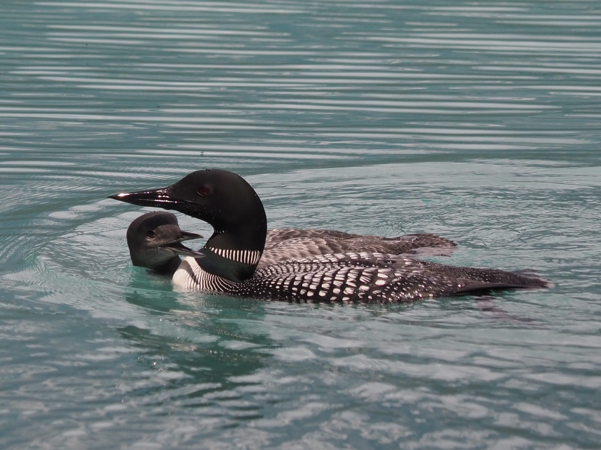 Loon