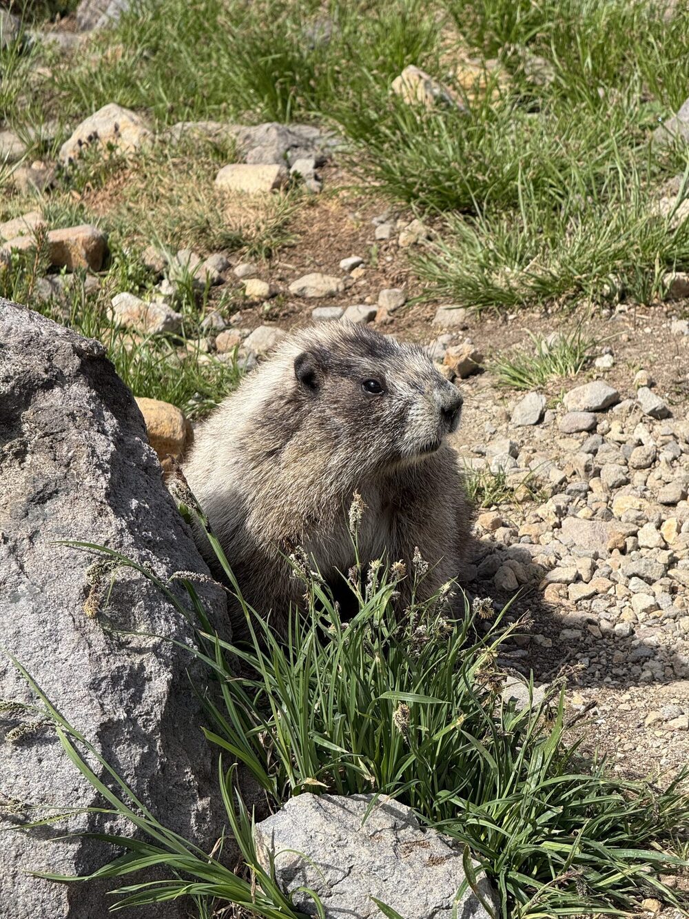Marmot