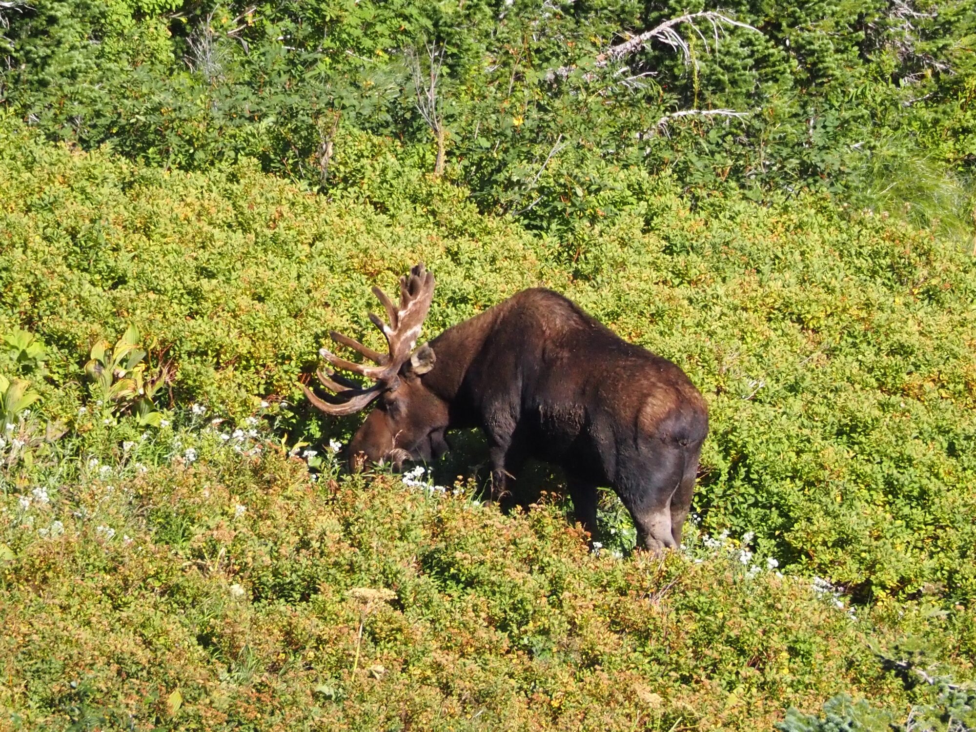 Moose