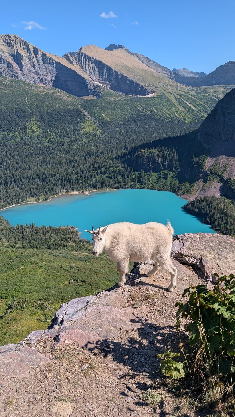 Mountain Goat