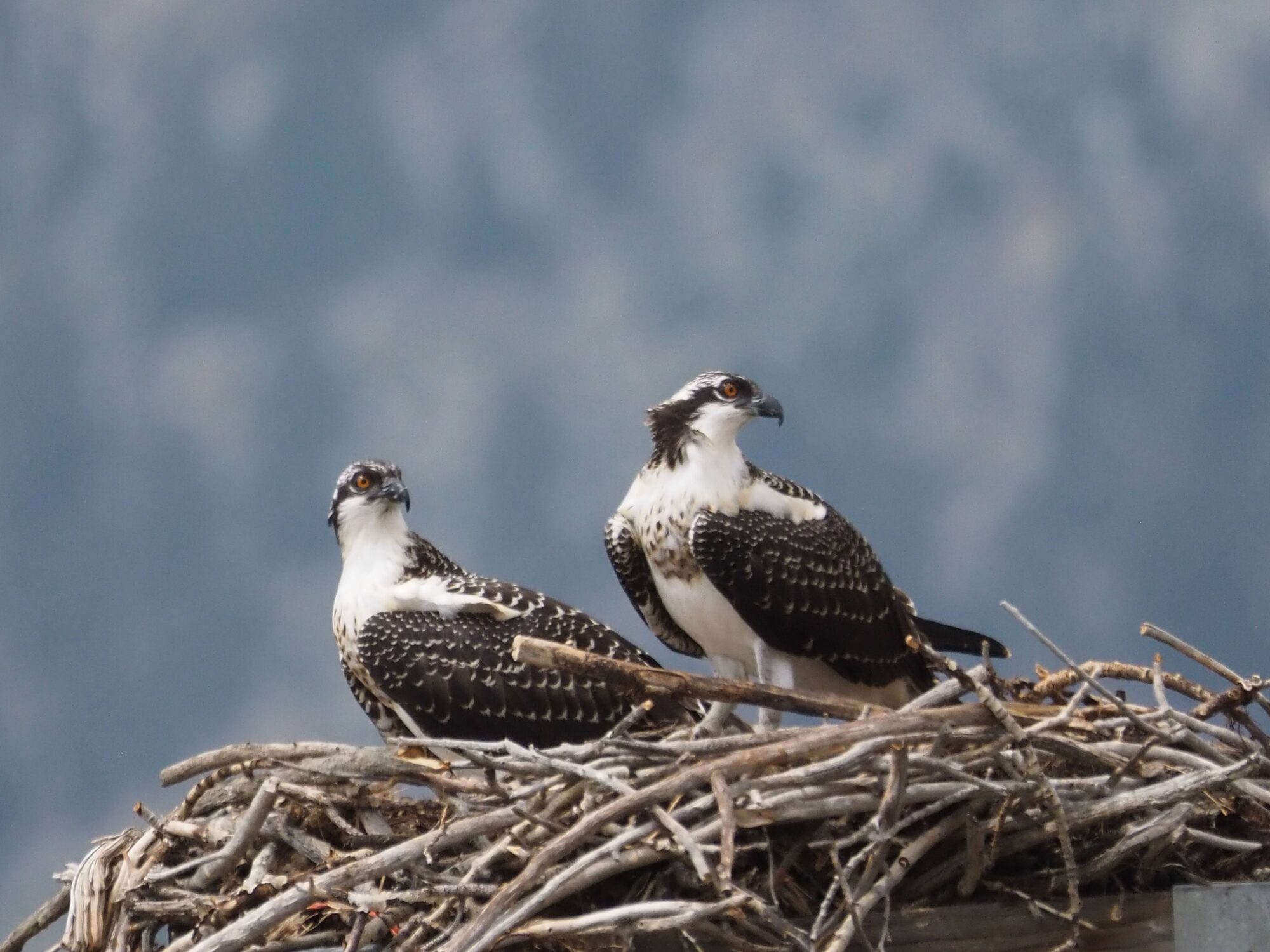 Osprey