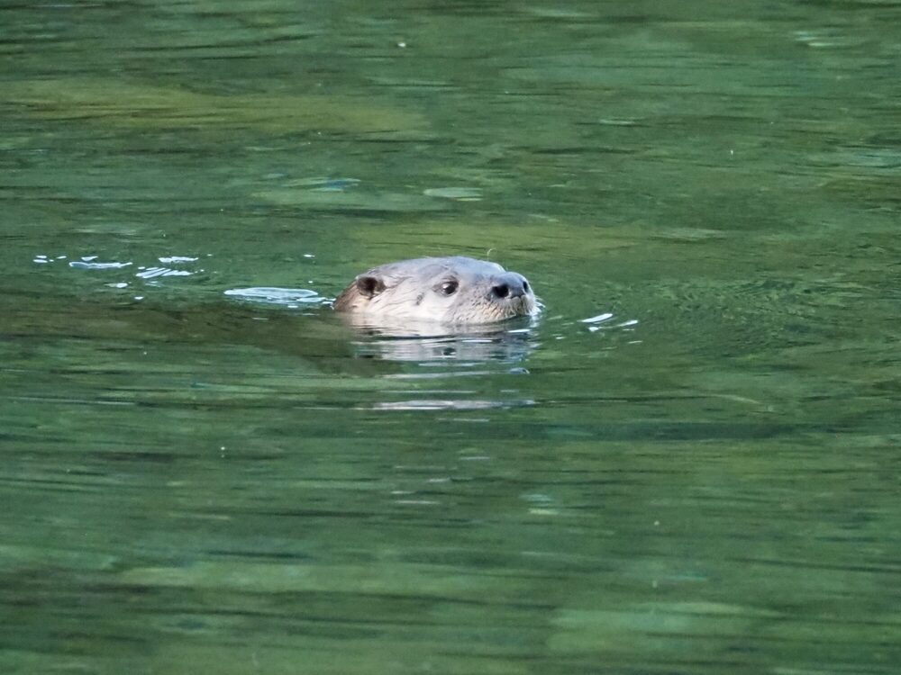 River Otter
