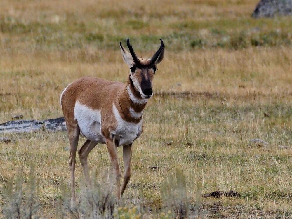 Pronghorn