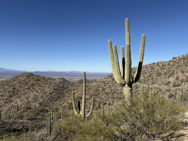 Saguaro